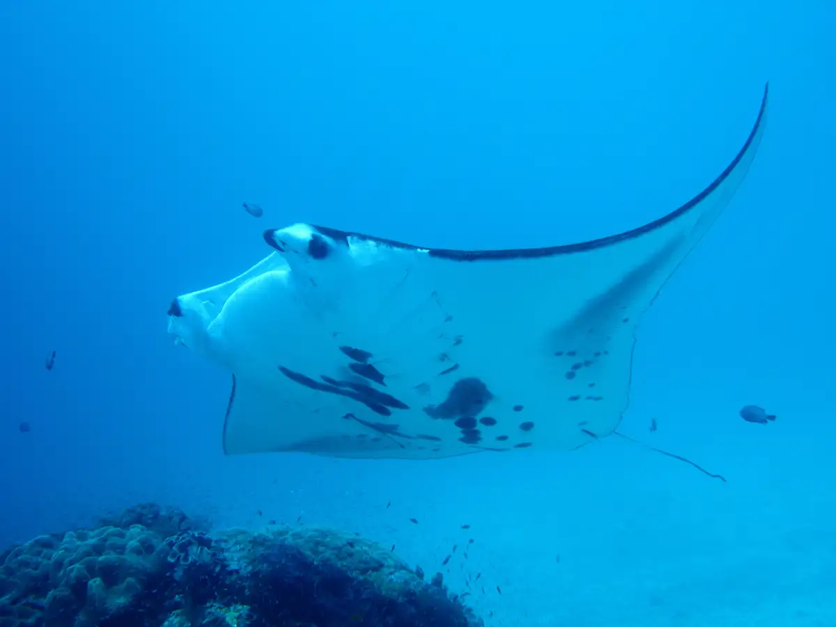 Best Manta Ray Tours on the Big Island