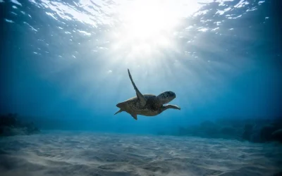 Sustainable Activities to Enjoy During Your Next Big Island Vacation