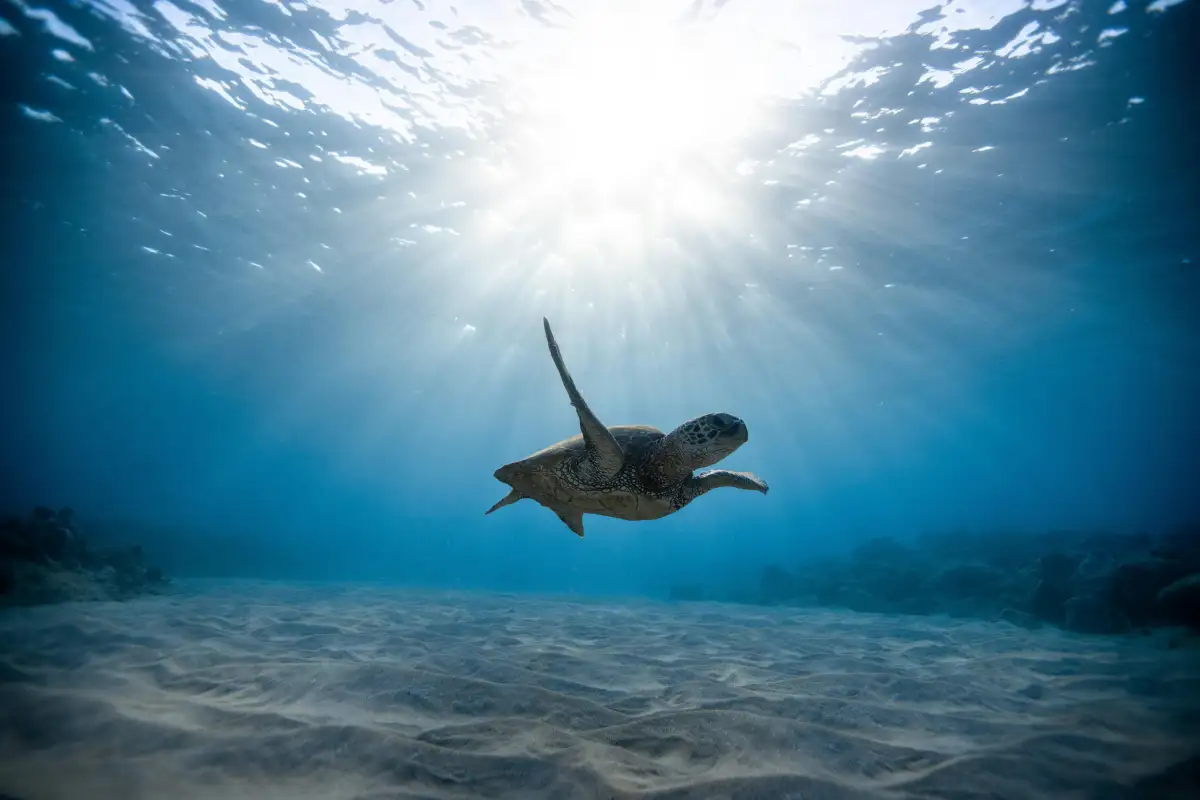 A turtle swims through the ocean with sunlight shining down on Maui.