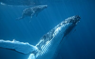 Explore Maui’s Marine Wildlife: The Ultimate Visitor’s Guide