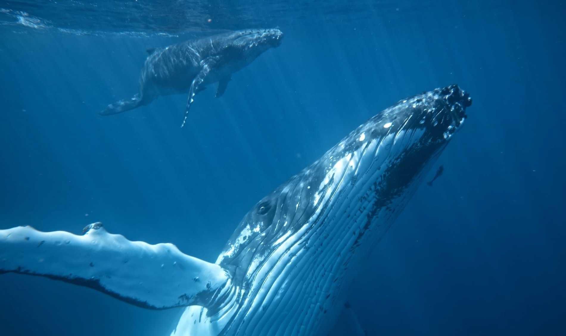 A mother humpback whale and her calf glide through Maui's vibrant underwater.