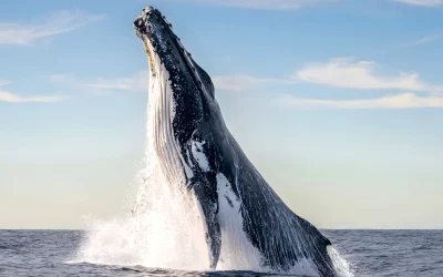 A Guide to the Big Island’s Marine Life: Encounters You’ll Remember Forever