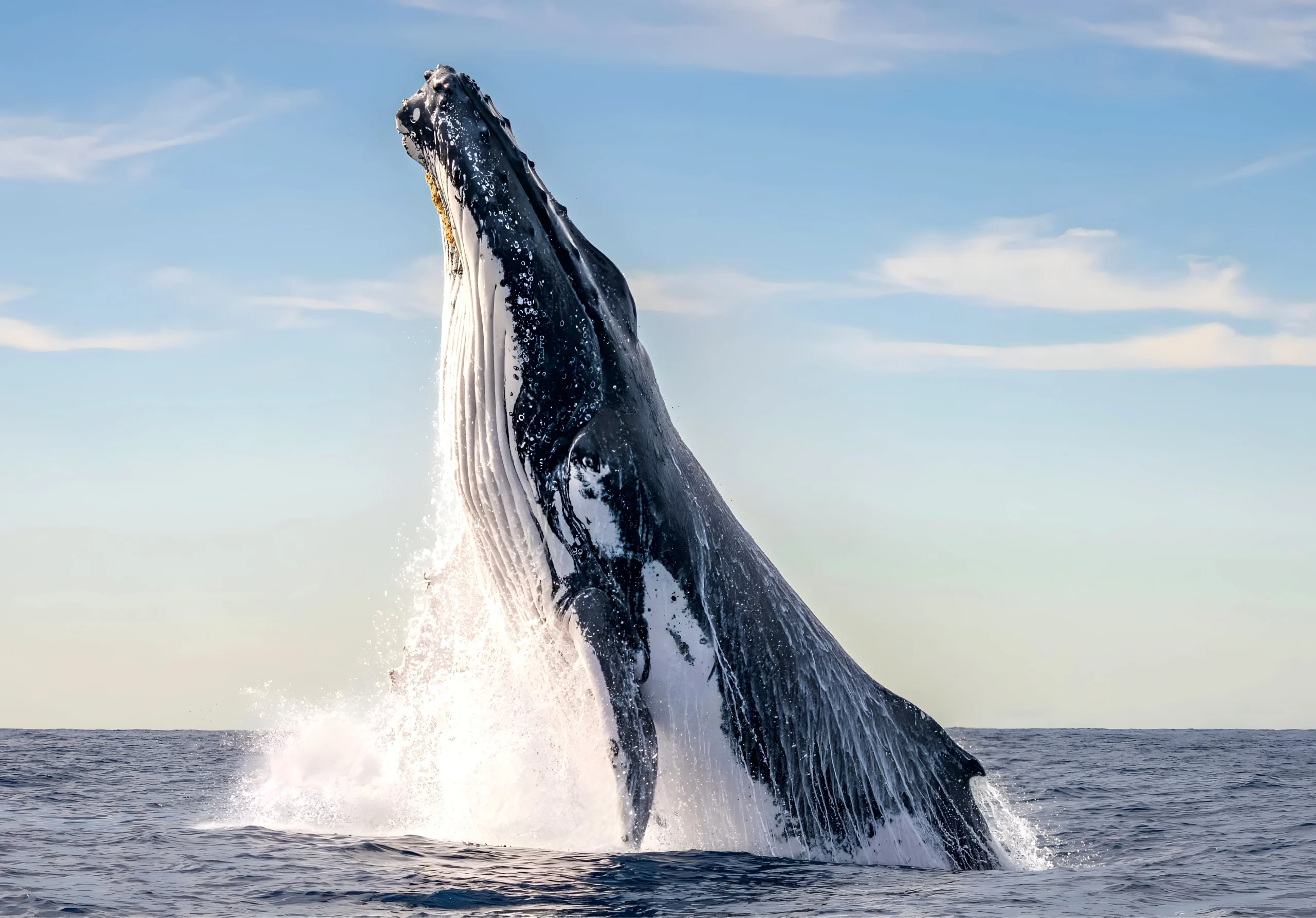 Humpback whale breaching on Maui waters