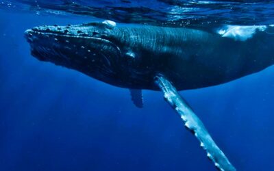 A Whale of a Time: The Best Spots for Whale Watching in Maui
