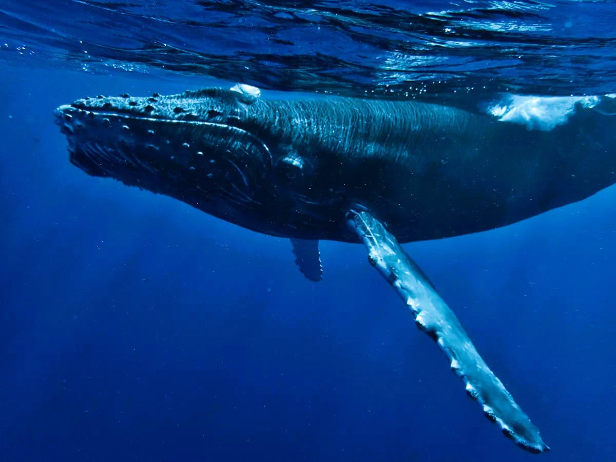 A humpback whale glides through the ocean, showcasing its majestic presence during a whale watching experience in Maui.