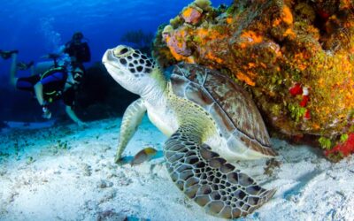 Best Places to Snorkel and Scuba Dive on the Big Island