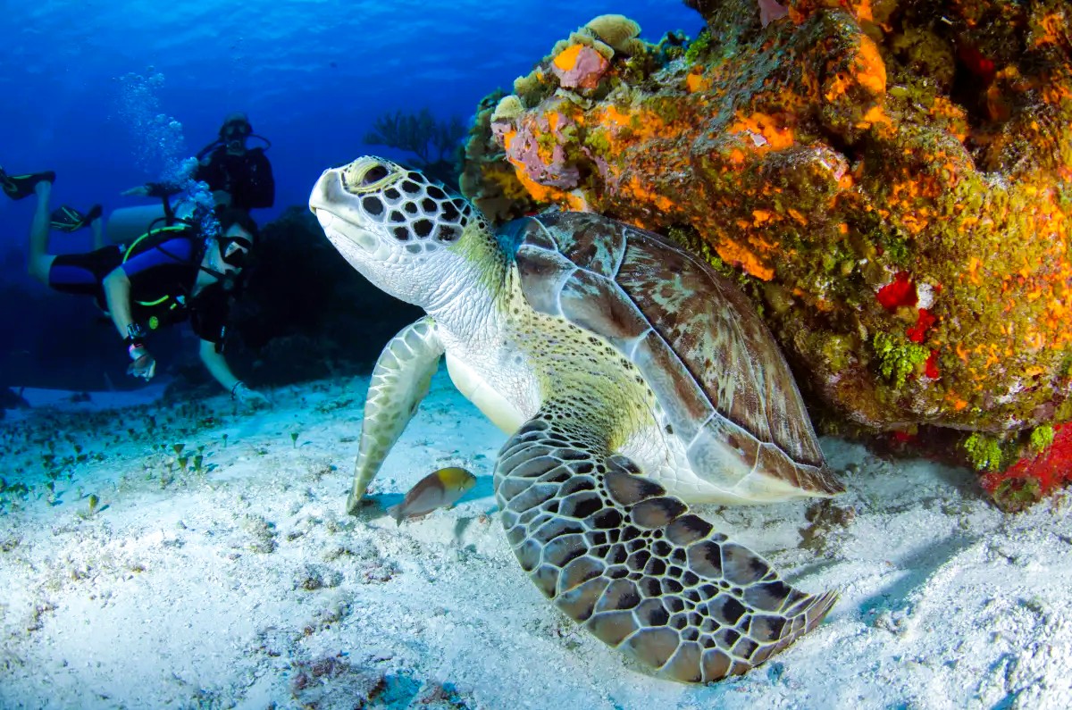 A diver interacts with a turtle underwater near Big Island, showcasing the vibrant marine life of the area.