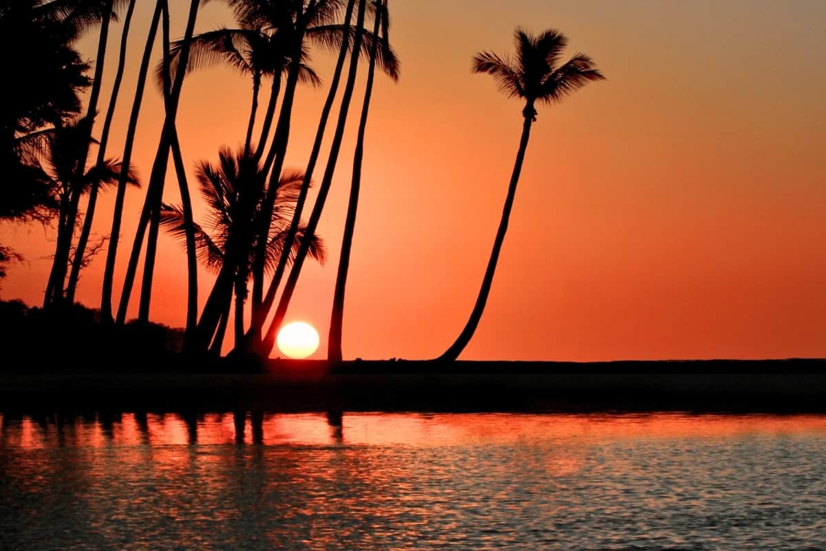 A vibrant sunset over the ocean, framed by palm trees, capturing the beauty of Kona on the Big Island.