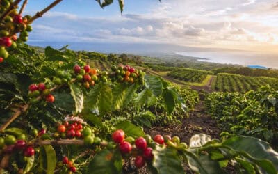 Big Island Coffee Farms, Breweries & Distilleries: From Farm to Glass
